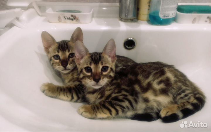 Бенгальские котята