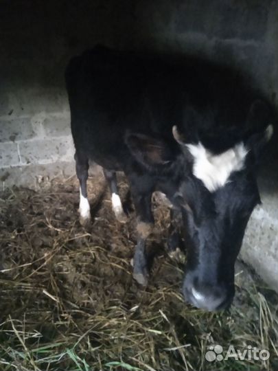 Тёлочка коровы