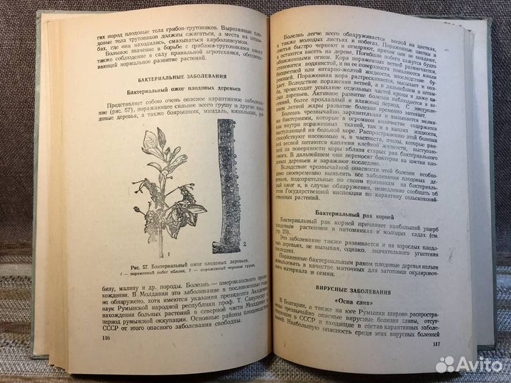 Вредители и болезни плодовых в Молдавии. 1954 год