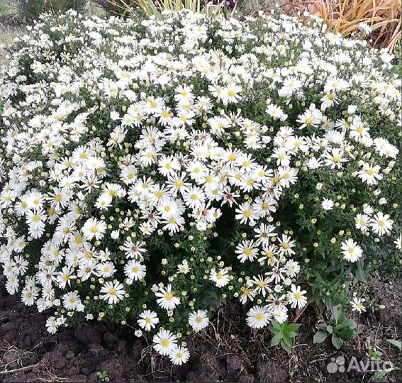 Сентябринки, хризантемы