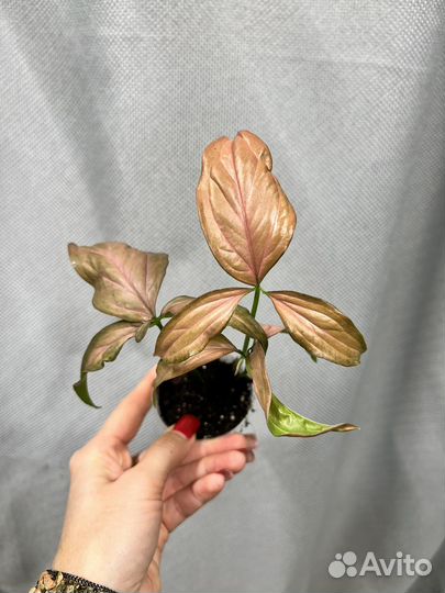 Комнатные цветы-сингониумы