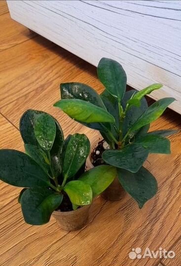 Фикус милана