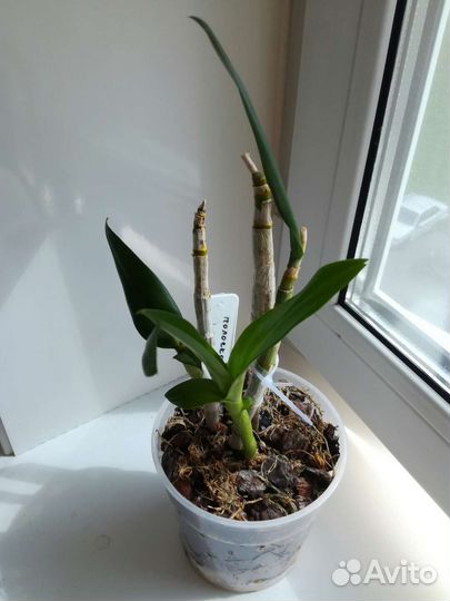 Дендробиумы