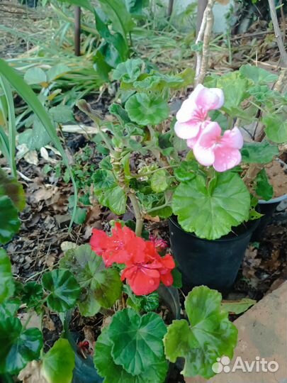 Пеларгония герань