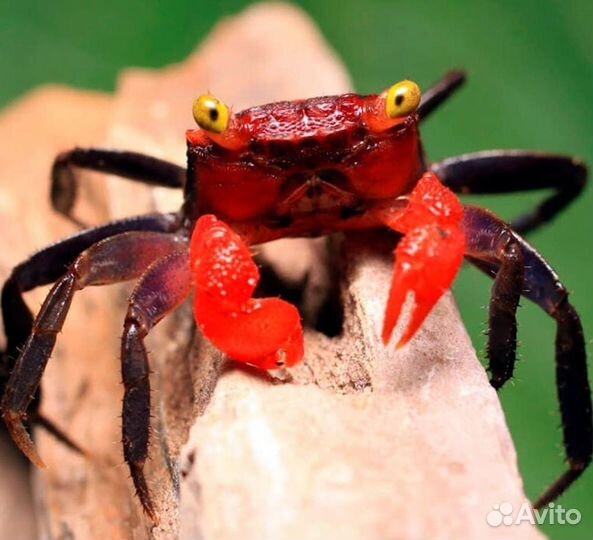 Краб вампир пресноводный