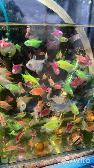 Аквариумные рыбки