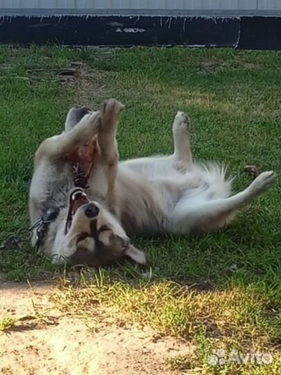 Он остался сиротой. Помогите ему обрести дом