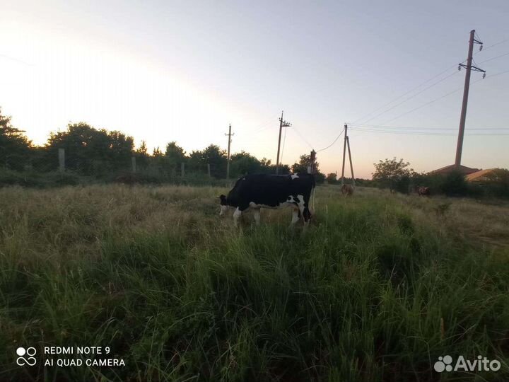 Корова молочная