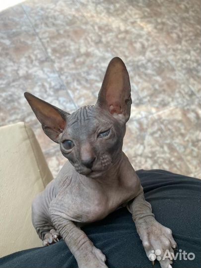 Донской сфинкс котята