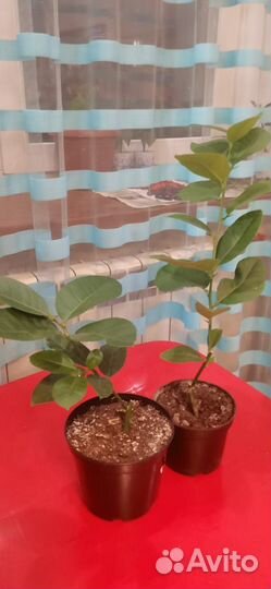 Лавровое дерево, Лимон, Папоротник