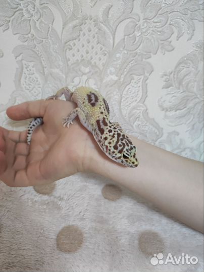 Эублефар