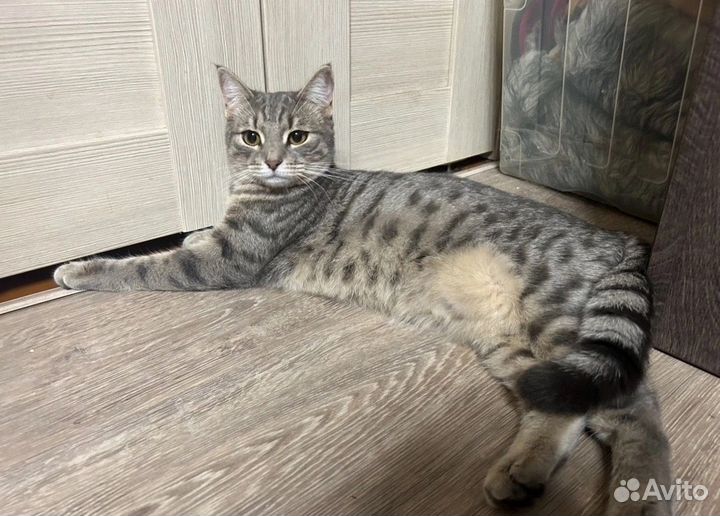 Кошка