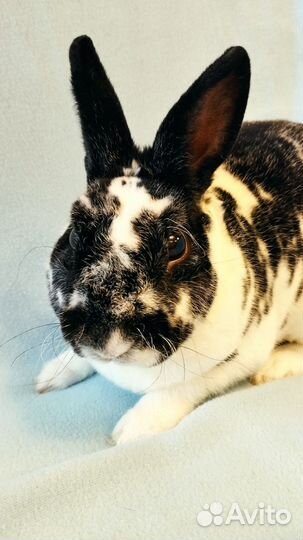 Карликовый кролик рекс мальчик