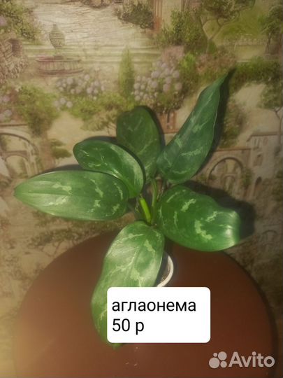 Домашние растения