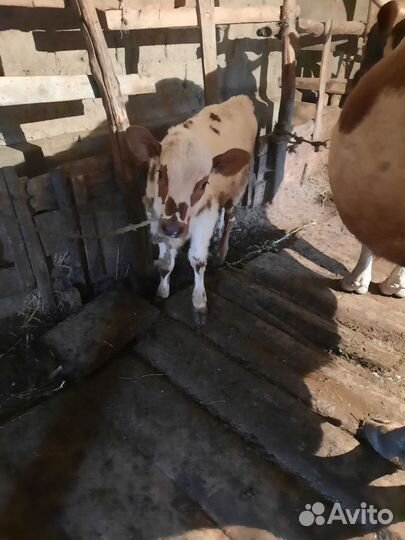 Корова с двойней тёлка и бычок