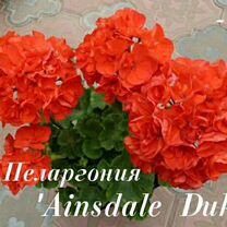 Пеларгония 'Ainsdale Duke' красно оранжевая