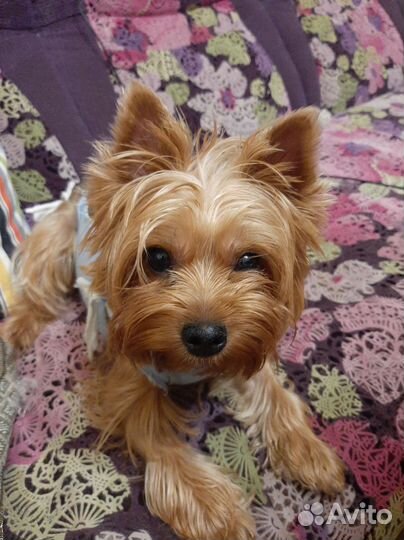 Йоркширский терьер мини щенки