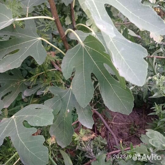 Саженцы инжира