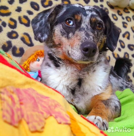 Собака метис такса бесплатно