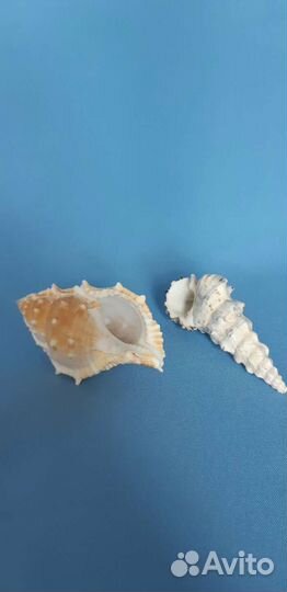 Морские ракушки раковины