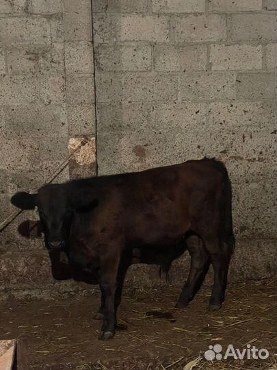 Абердин ангус бычки