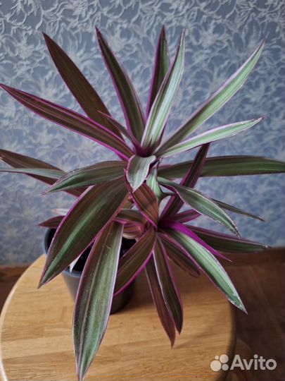 Традесканция