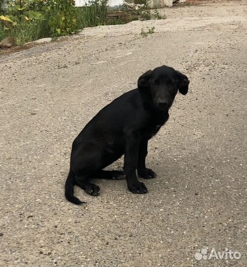 Щенок в добрые руки бесплатно