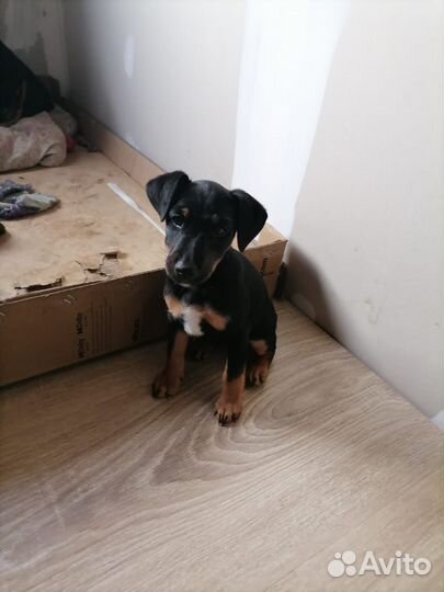 Щенок ягдтерьер охотничий