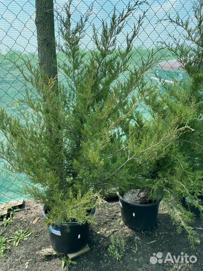 Подвой яблони