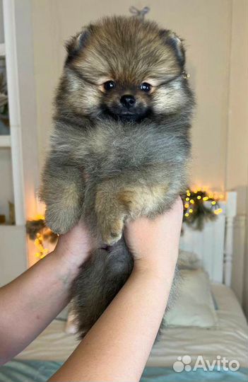 Мишка мальчишка померанского шпица