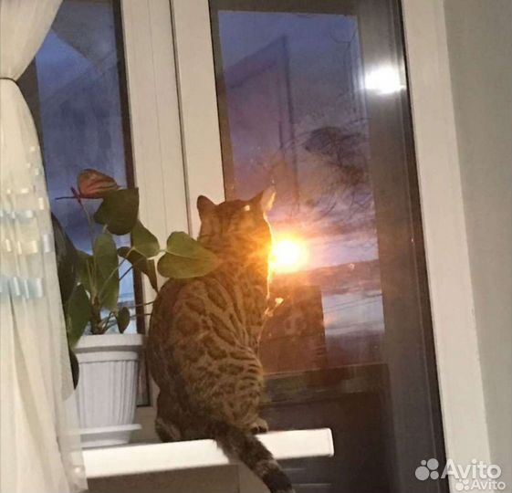 Бенгальский кот вязка