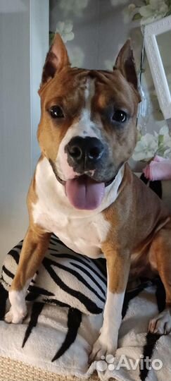 Амстафф вязка