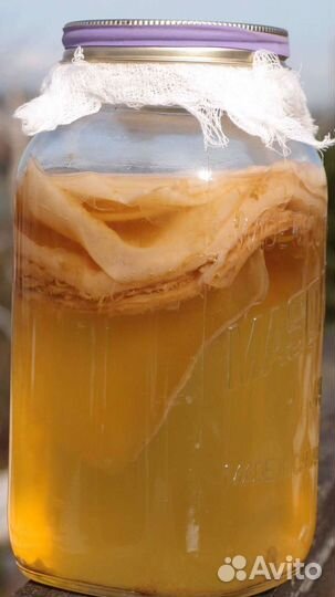 Чайный гриб