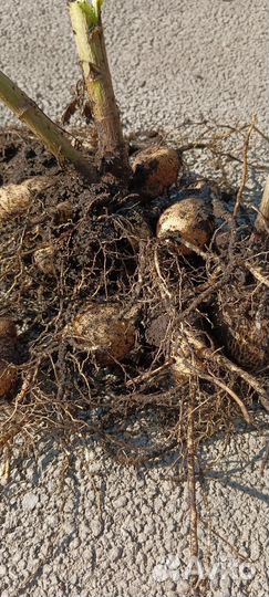 Георгины многолетнее