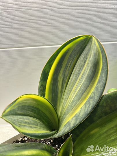 Сансевиерия 4