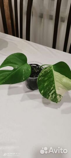 Крупная шикарная макушка фила 