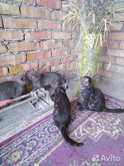 Котята в добрые руки бесплатно