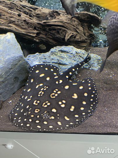 Скат Леопольди