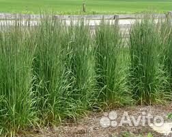 Луговик дернистый (Щучка)