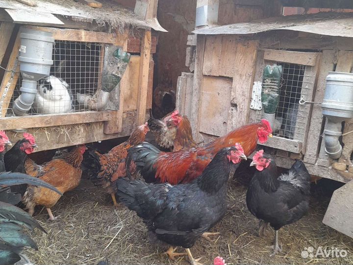 Цыплята Кученской юбилейной на заказ купить в Энгельсе | Животные и  зоотовары | Авито