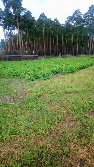 Участок 10 сот. (ИЖС)