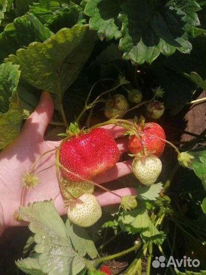 Саженцы клубники сортов ой (малина, ежевика)