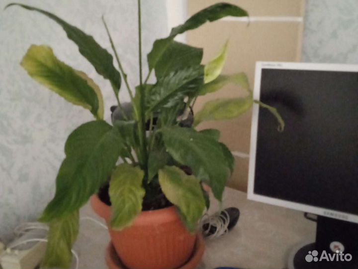 Спатифиллум, живое дерево