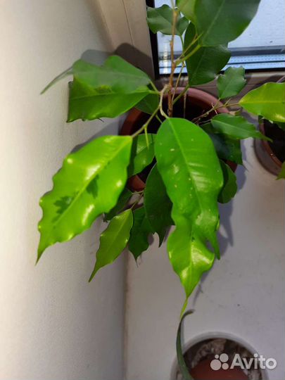 Фикус бенджамина