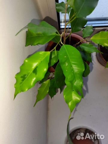 Фикус бенджамина