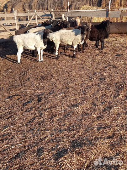 Овцы бараны