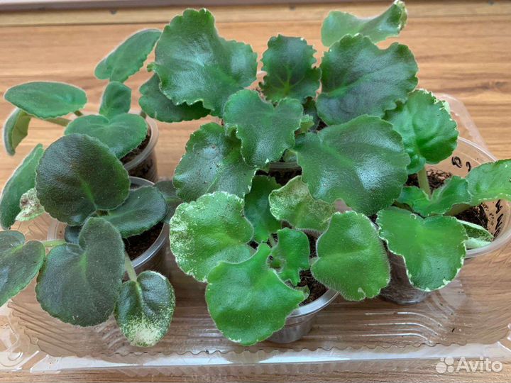 Набор фиалок из 5 штук