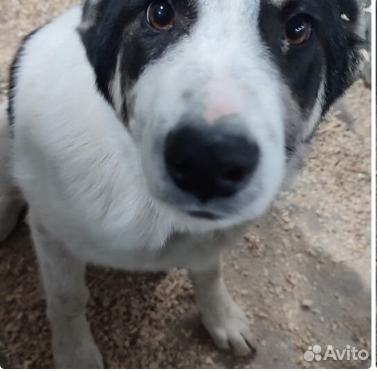 Дунай ищет любящего и ответственного хозяина