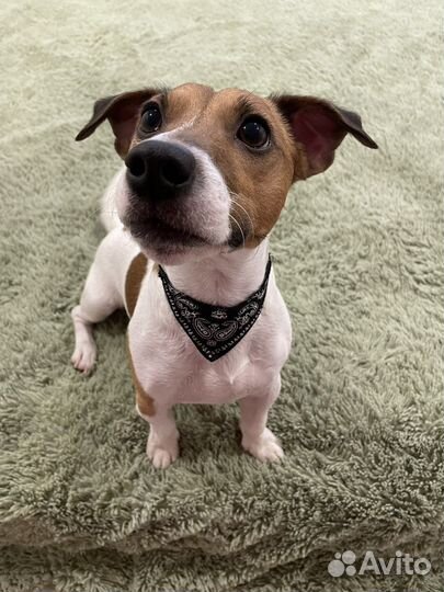 Ошейник для щенка