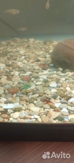 Креветки черри аквариумные